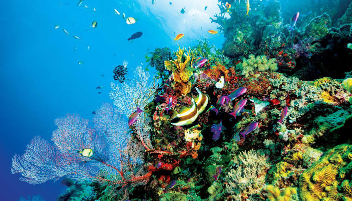 The Great Barrier Reef, the Largest Living Thing on Earth